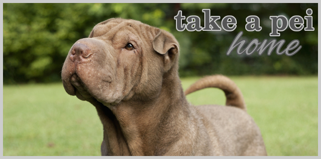 shar pei adoption near me