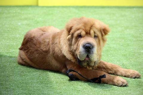 shar-pei puppy