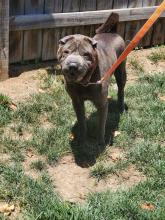 Chubby 714-26 adoptable pup