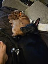 Temporary Foster Needed for Mustafa