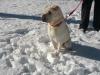 Bella enjoying the snow