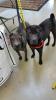 Victor on the left, Pumba on the right, at a recent adoption event!