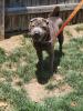 Chubby 714-26 adoptable pup