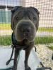  Chubby 714-26 adoptable pup
