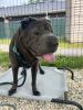 Chubby 714-26 adoptable pup