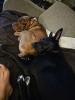 Temporary Foster Needed for Mustafa