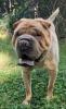713-26 BIG BART adoptable dog