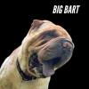 713-26 BIG BART adoptable dog
